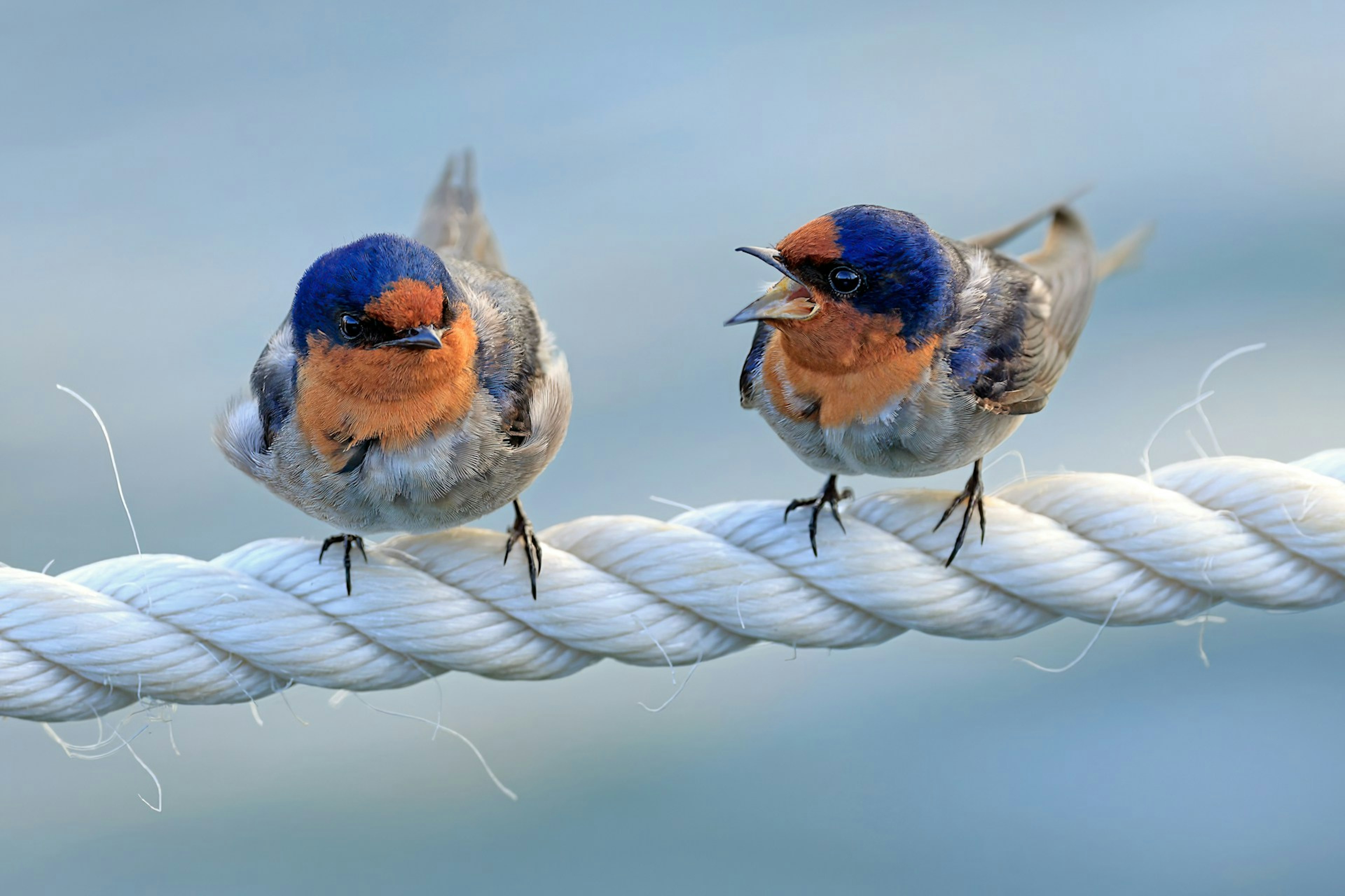 two birds sitting on top of a white rope