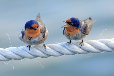 two birds sitting on top of a white rope